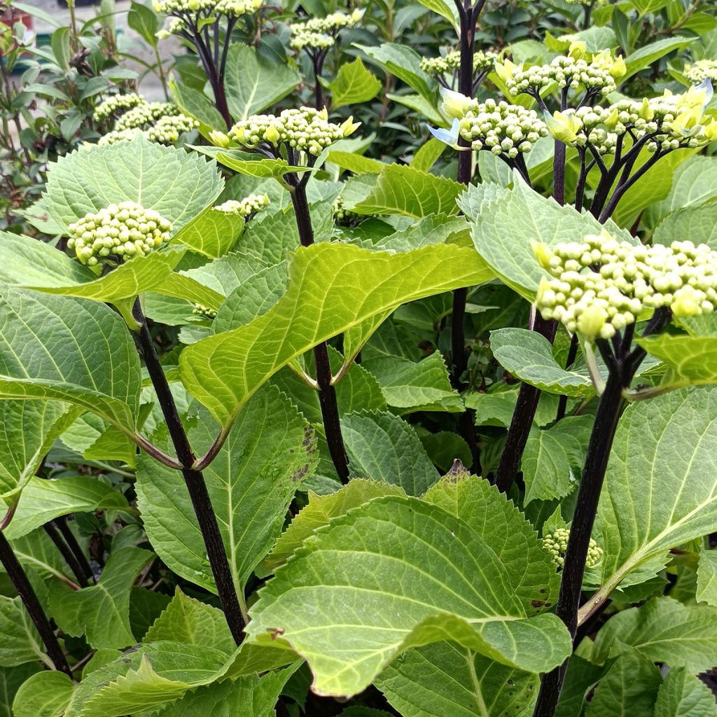Hortênsia macrophylla Zorro Azul