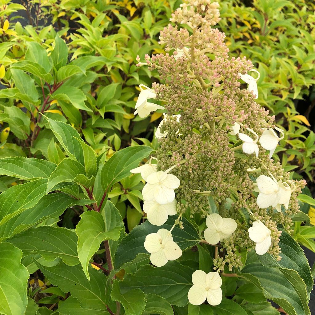 Hortênsia paniculata Kyushu