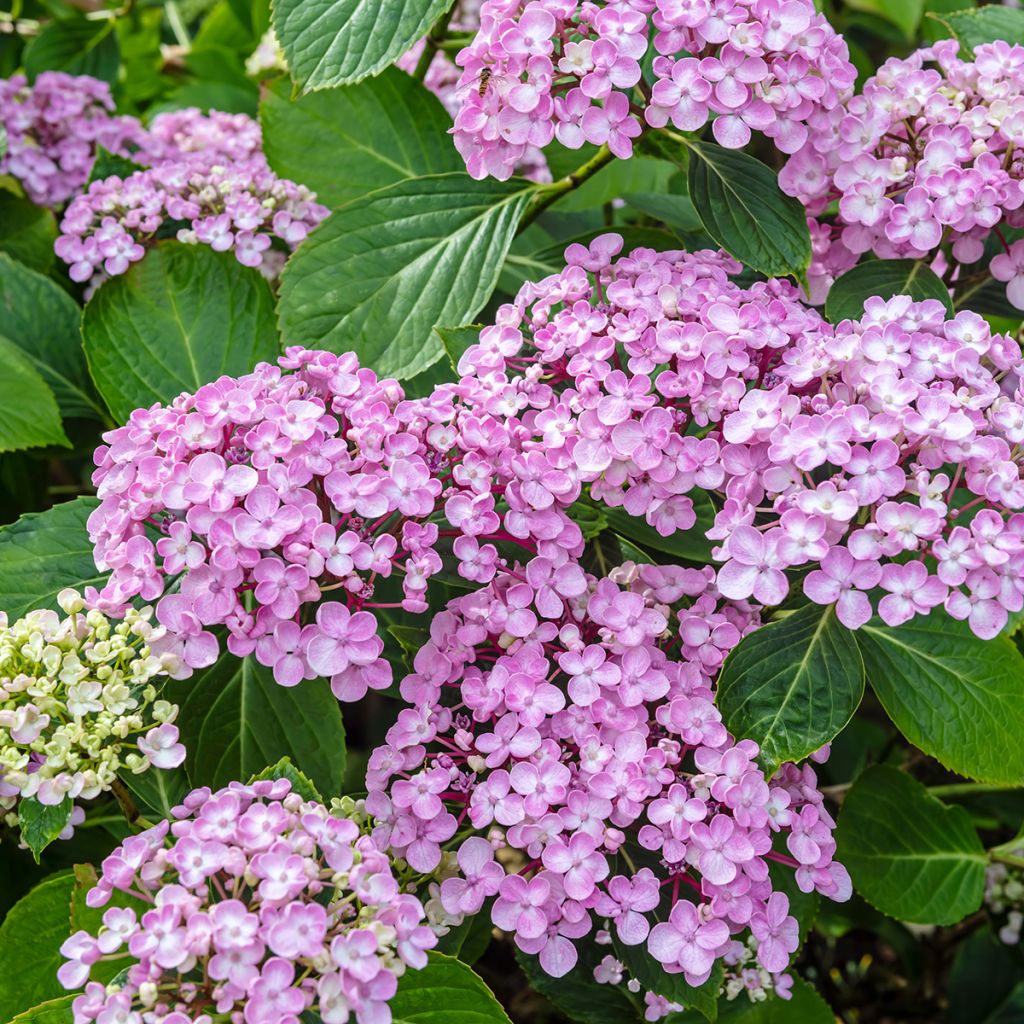 Hortênsia macrophylla Ayesha