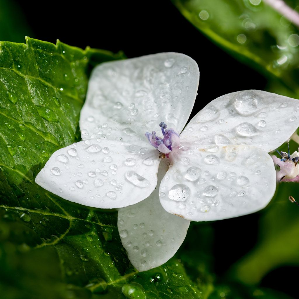 Hortênsia macrophylla Lanarth White