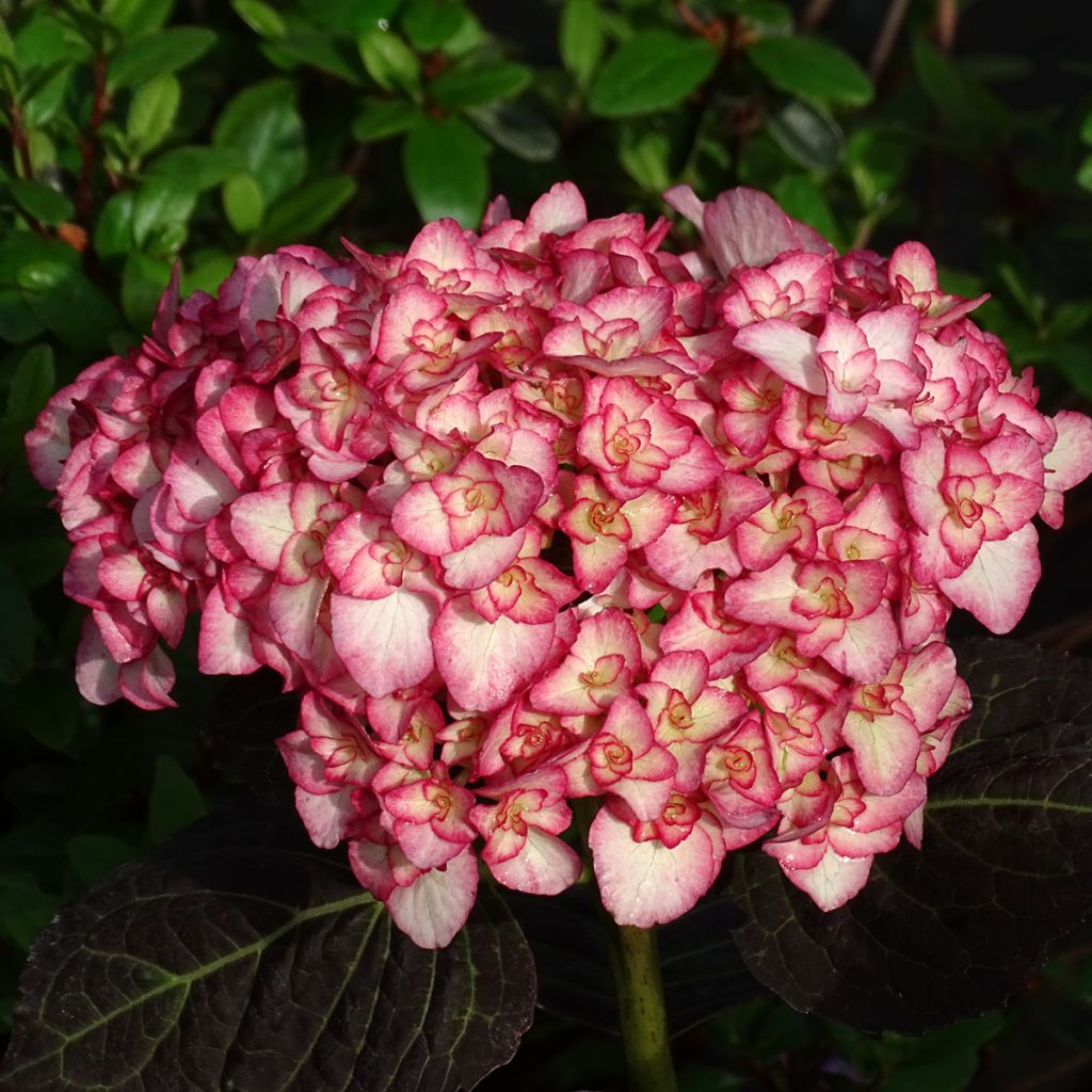 Hortênsia macrophylla Miss Saori