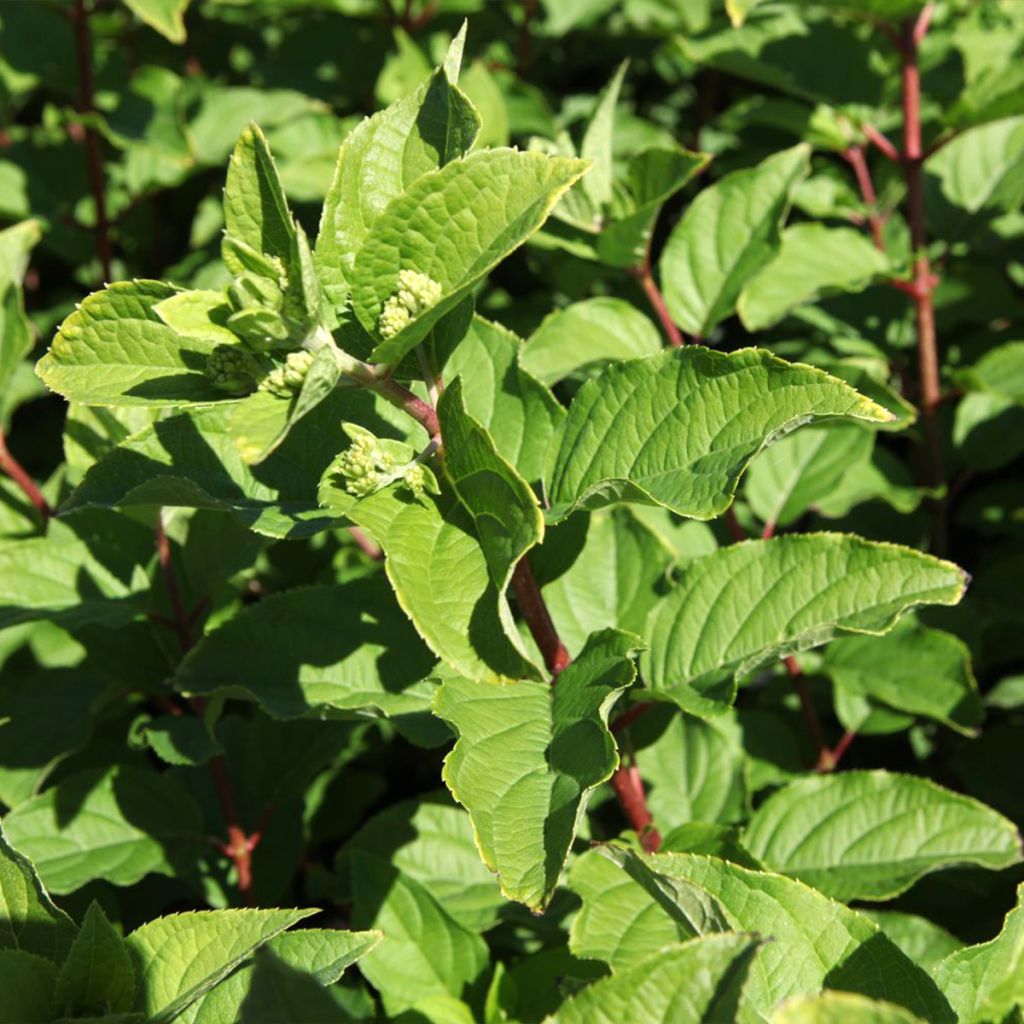 Hortênsia paniculata Polar Bear