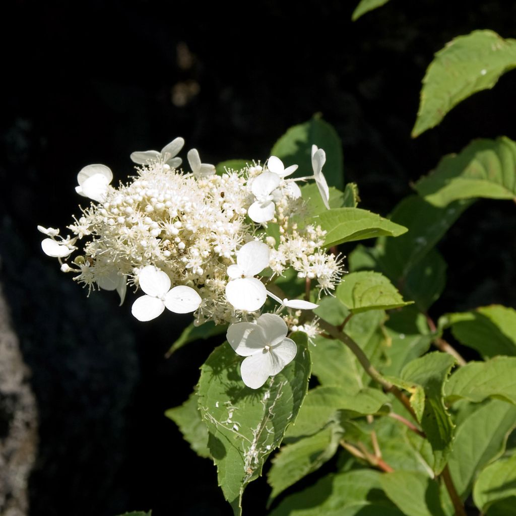 Hortênsia paniculata White Moth