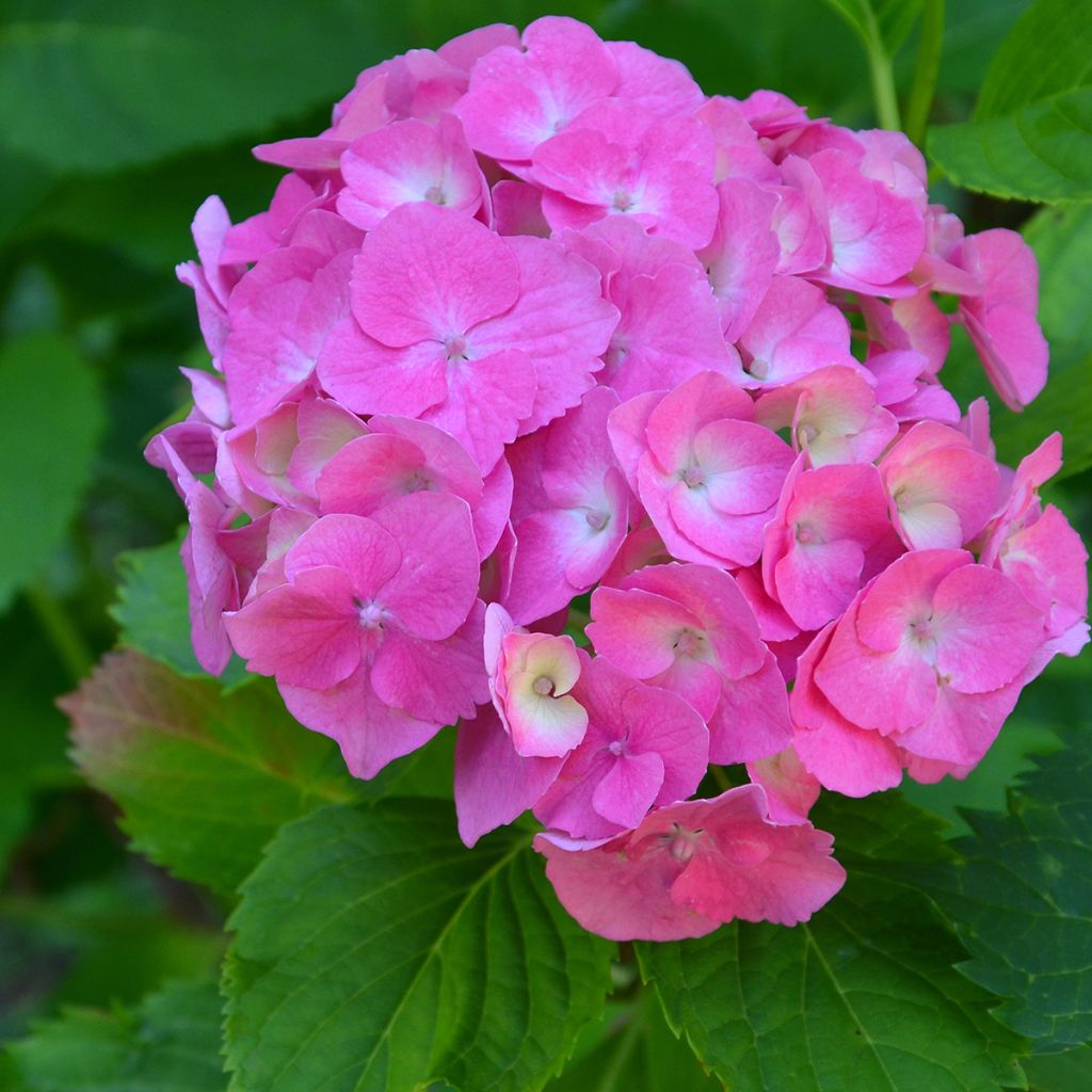 Hortênsia macrophylla Berlin