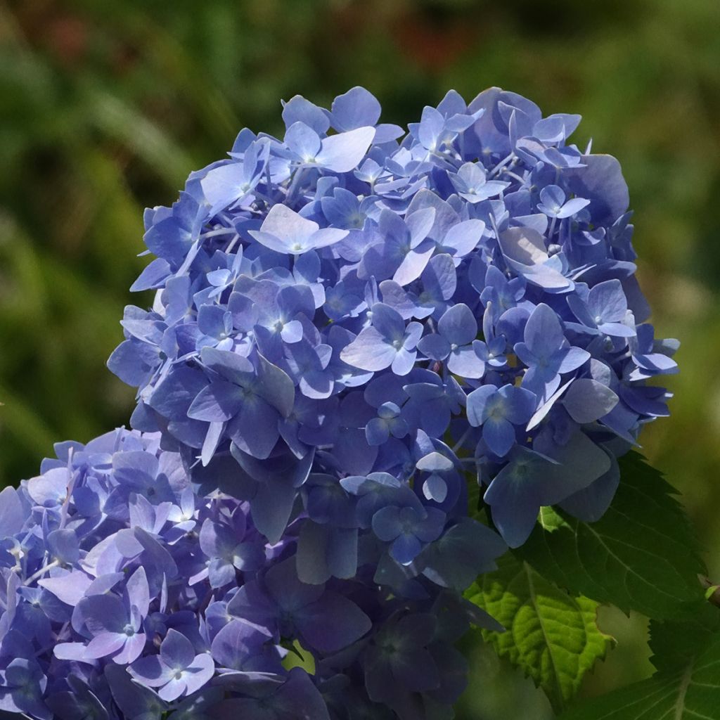 Hortênsia macrophylla Endless Summer The Original Azul