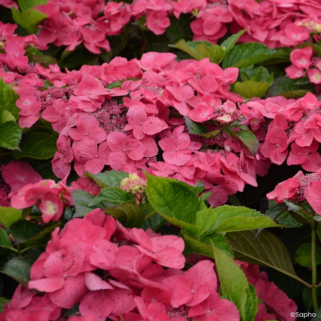 Hortênsia macrophylla Dolce Fragola