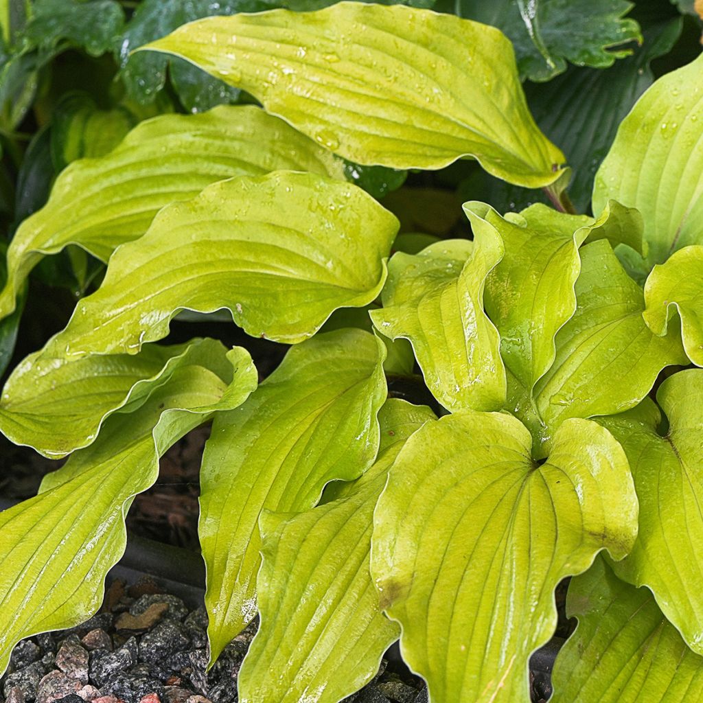 Hosta Flemish Gold