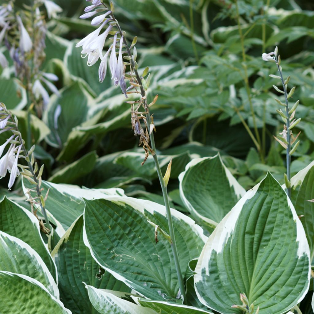 Hosta undulata var. albomarginata
