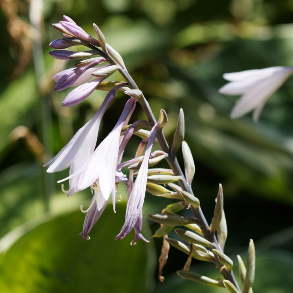 Hosta undulata var. albomarginata