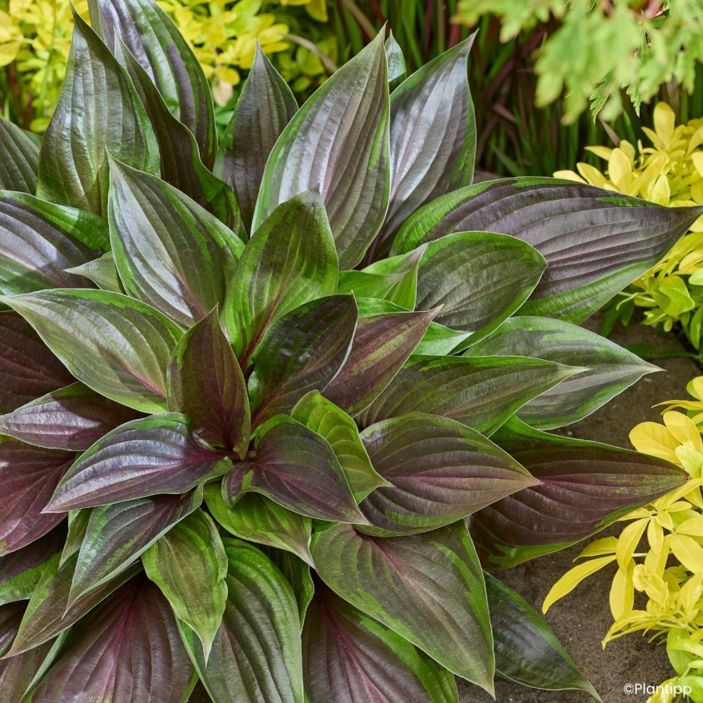 Hosta Red Ninja
