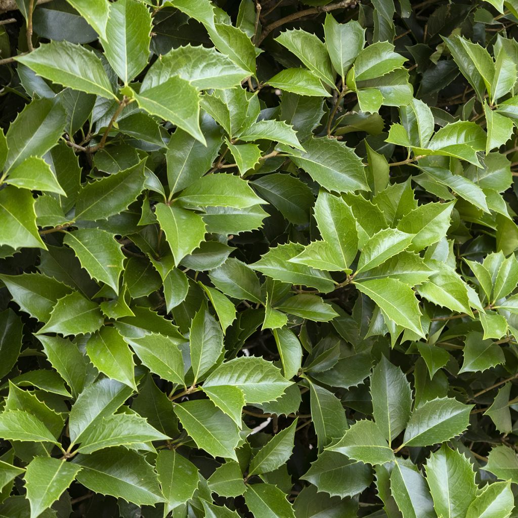 Ilex koehneana Castaenifolia