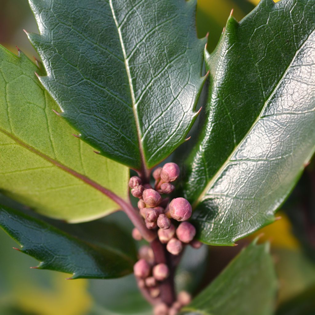 Azevinho azul Blue Angel