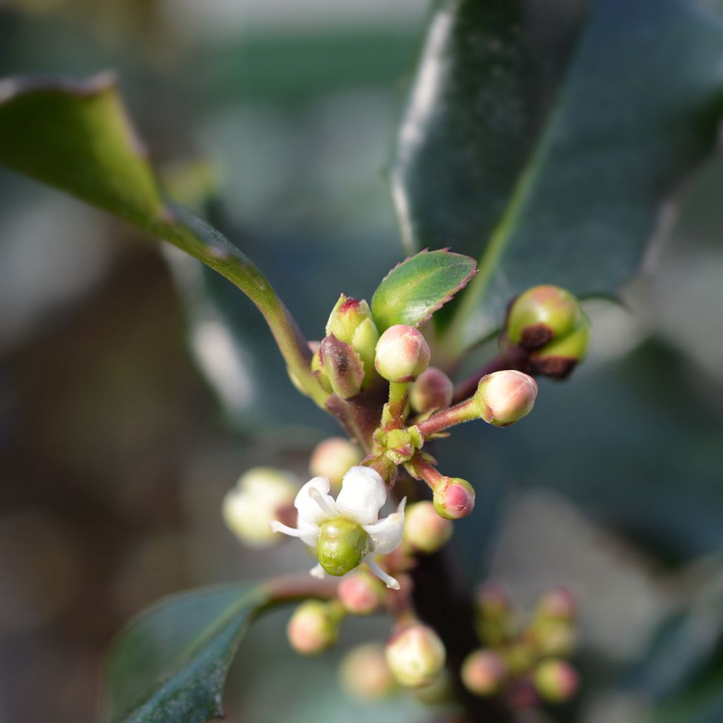 Azevinho azul Blue Angel