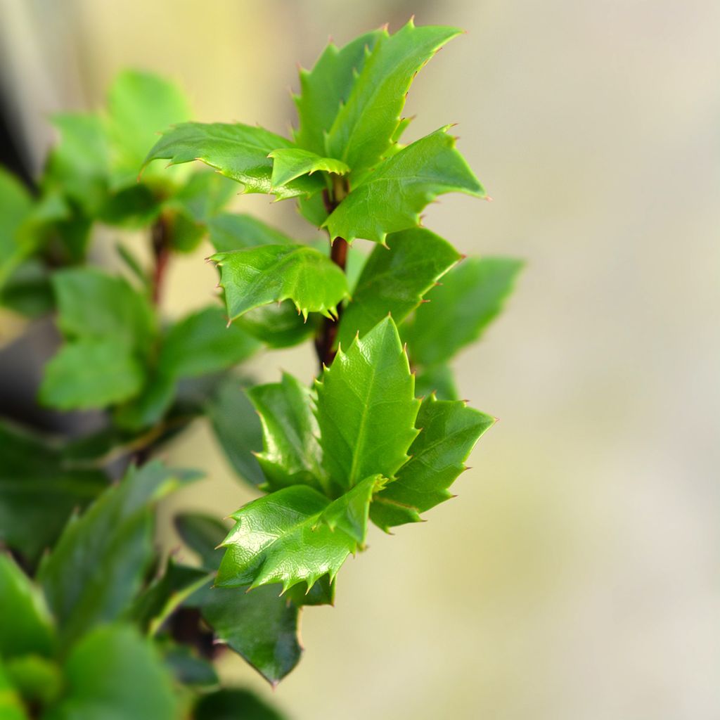 Azevinho azul Blue Prince