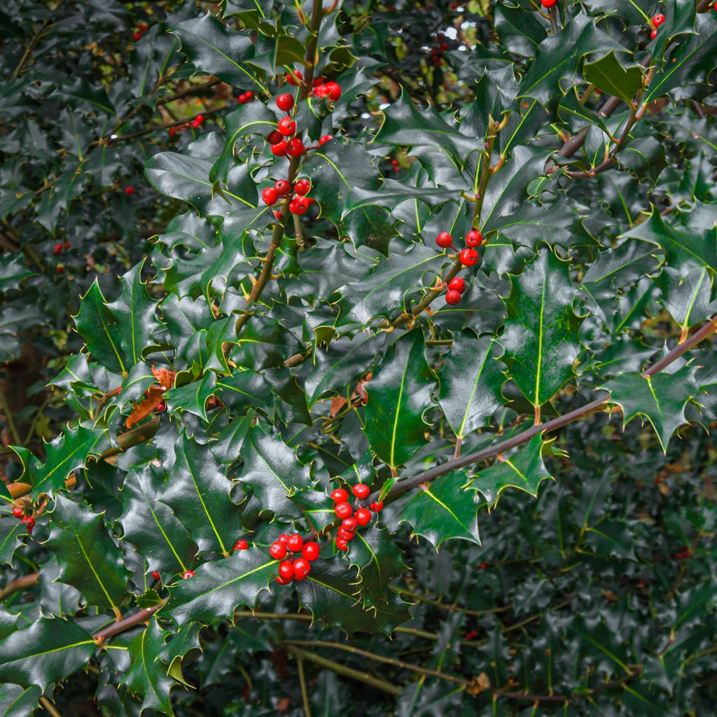 Azevinho azul Blue Princess