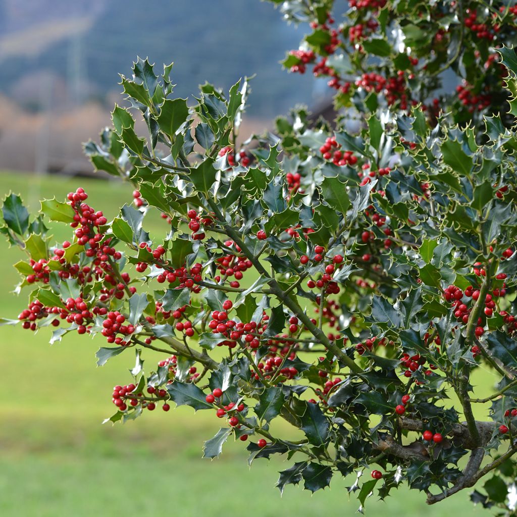 Ilex aquifolium