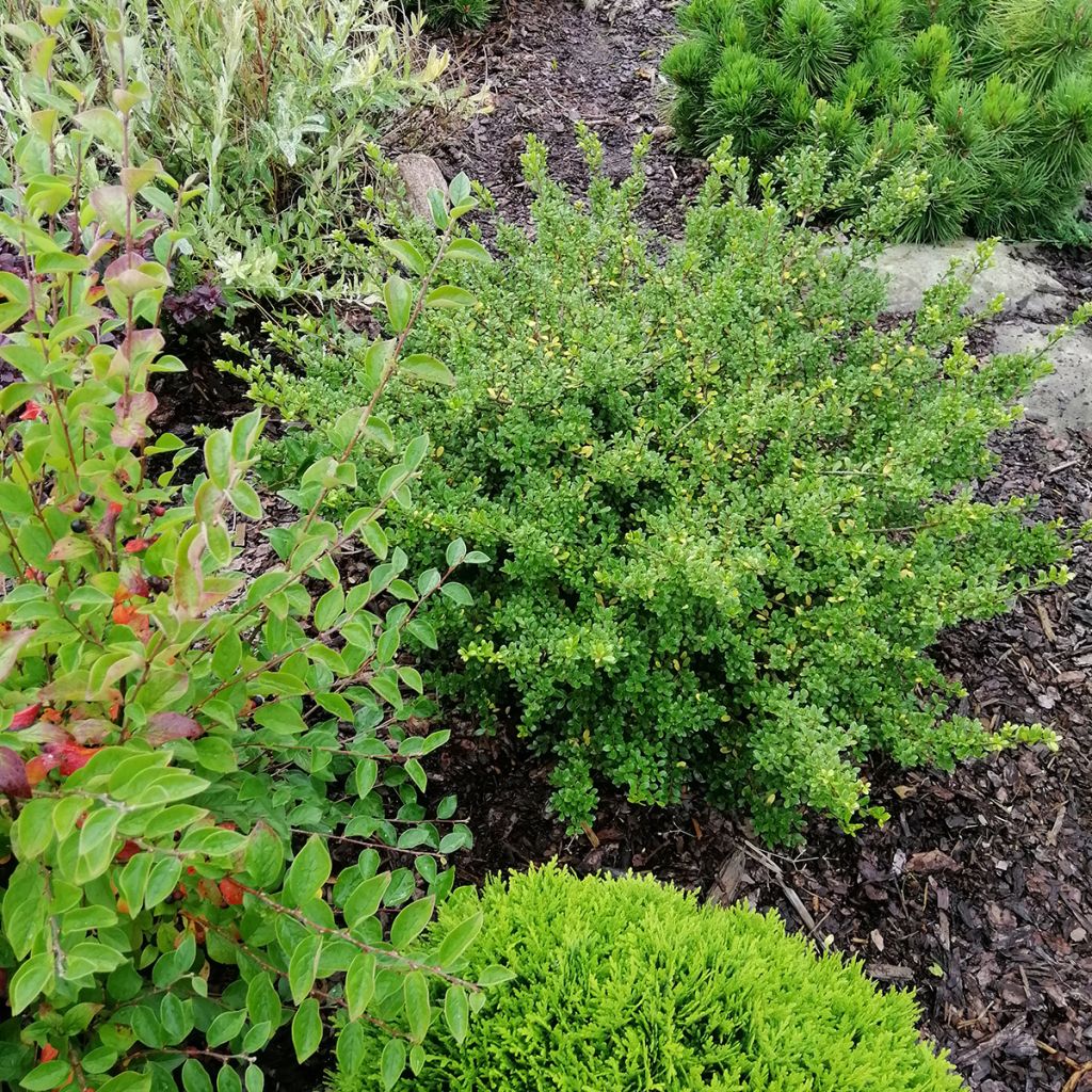 Azevinho-japonês Convexa - Ilex crenata