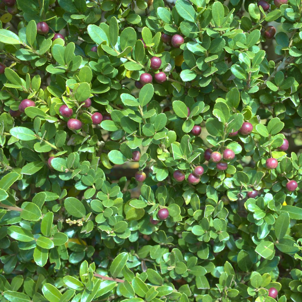 Azevinho-japonês Green Hedge - Ilex crenata