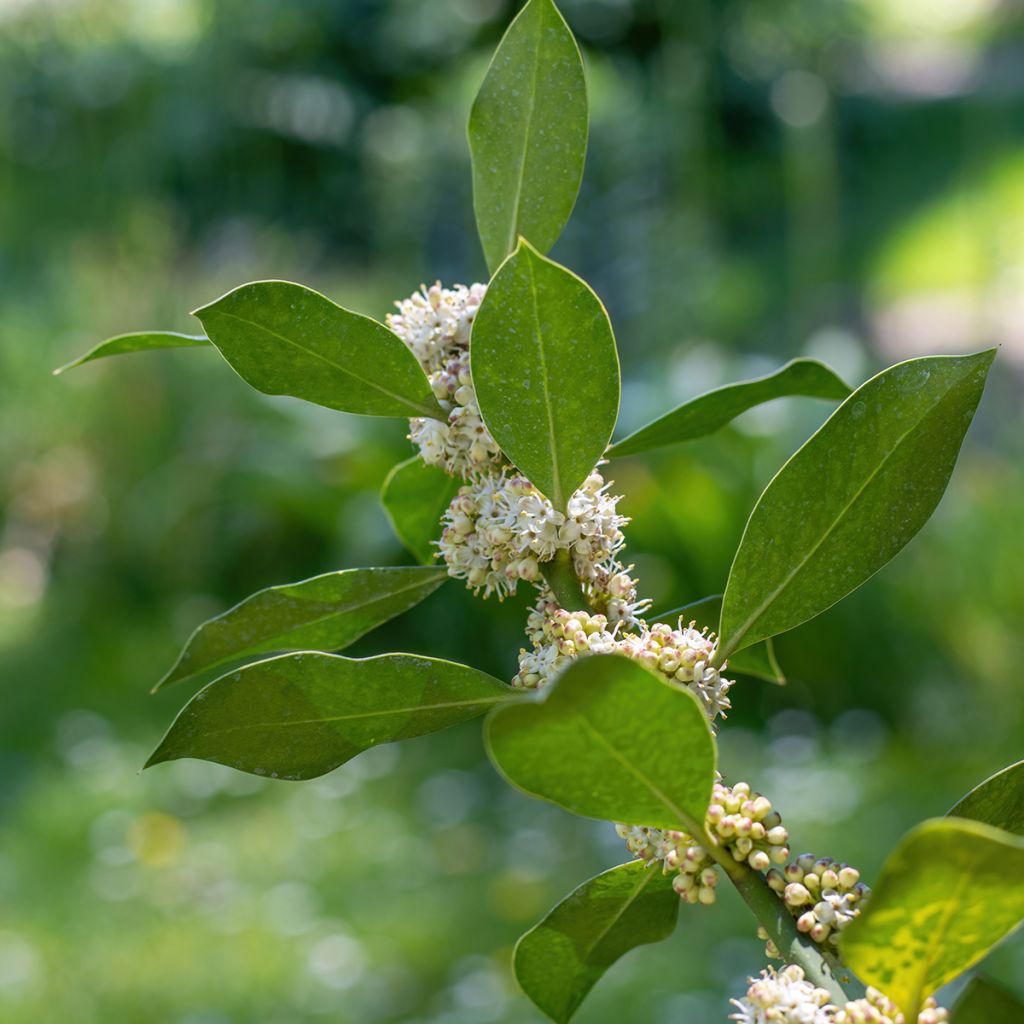 Ilex Nellie R. Stevens