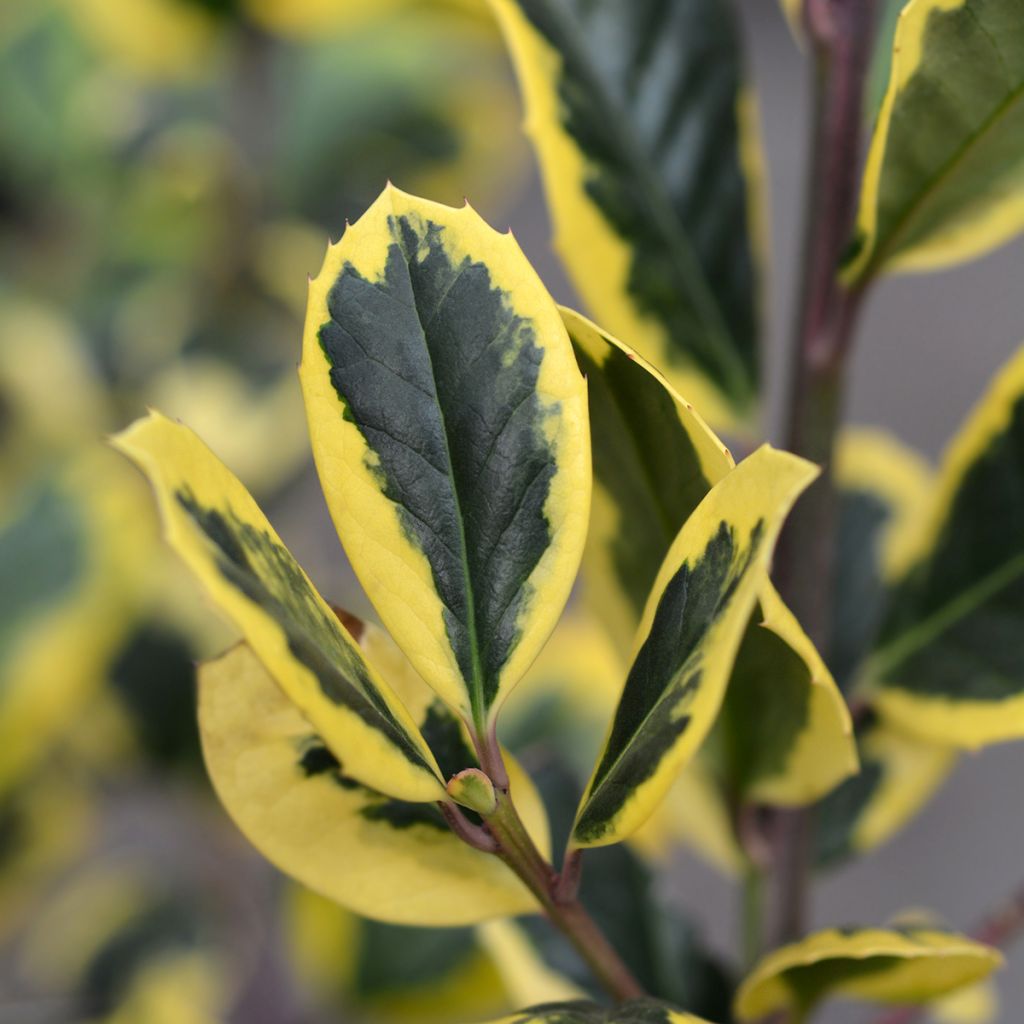 Ilex Golden King
