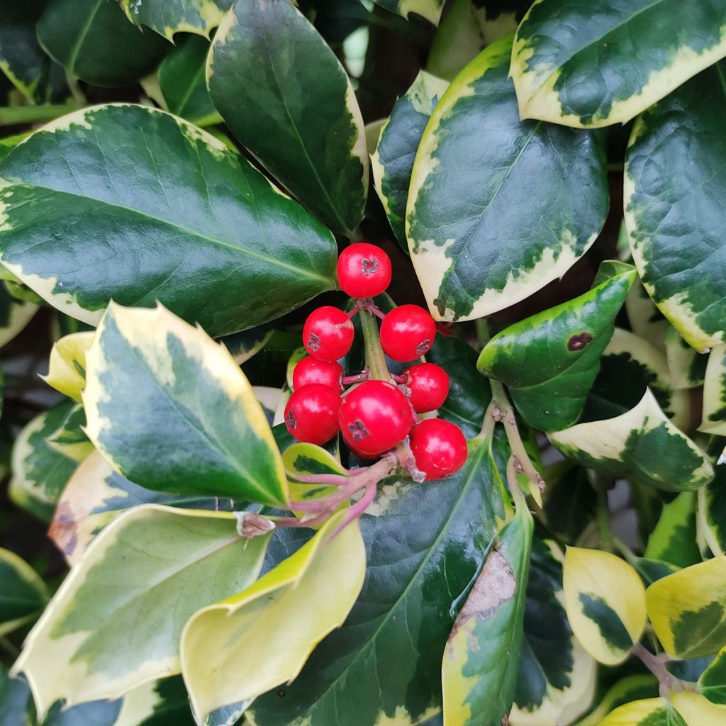 Ilex Golden King