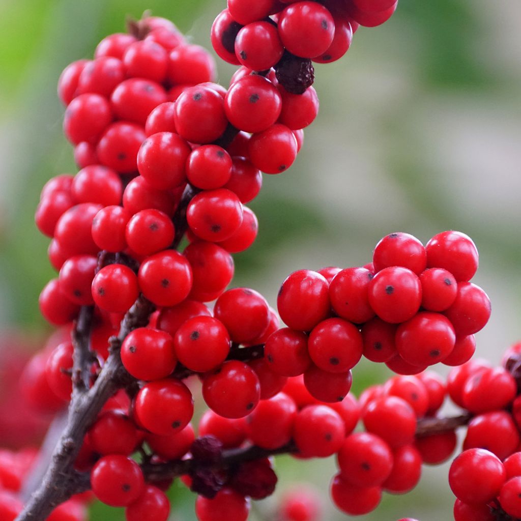 Ilex verticillata Maryland Beauty