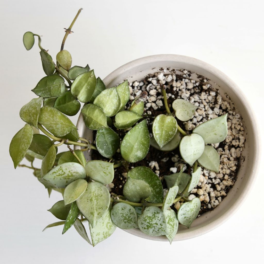 Hoya krohniana Eskimo