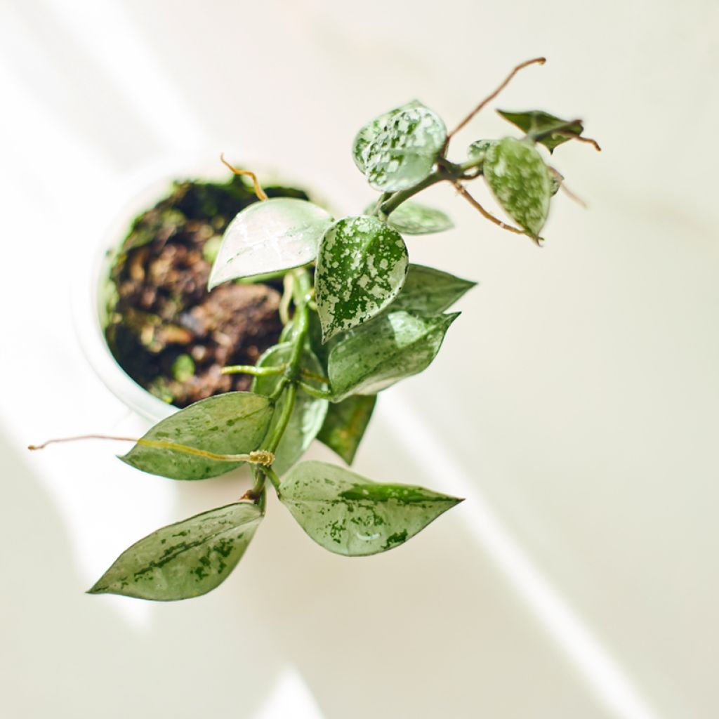 Hoya krohniana Eskimo