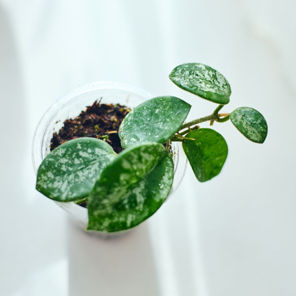 Hoya carnosa × serpens Mathilde Splash