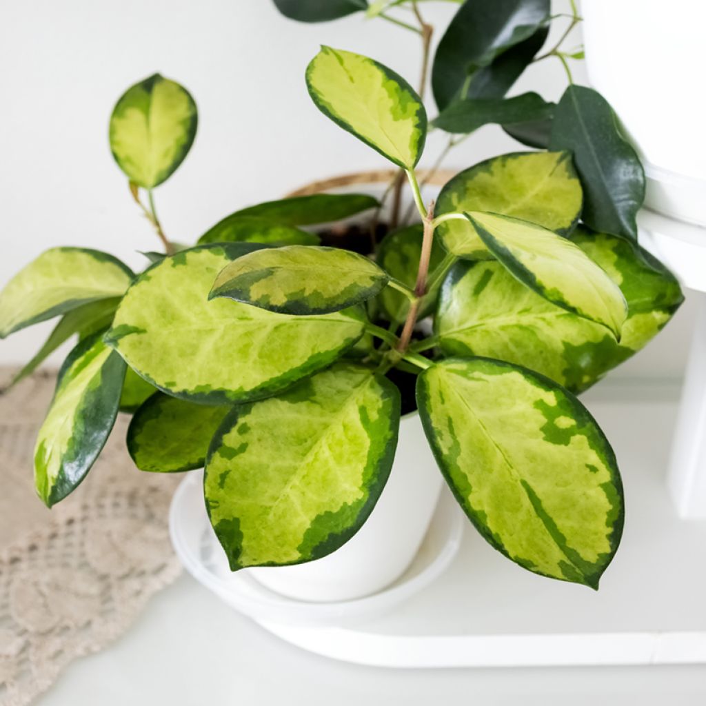 Hoya australis Tricolor