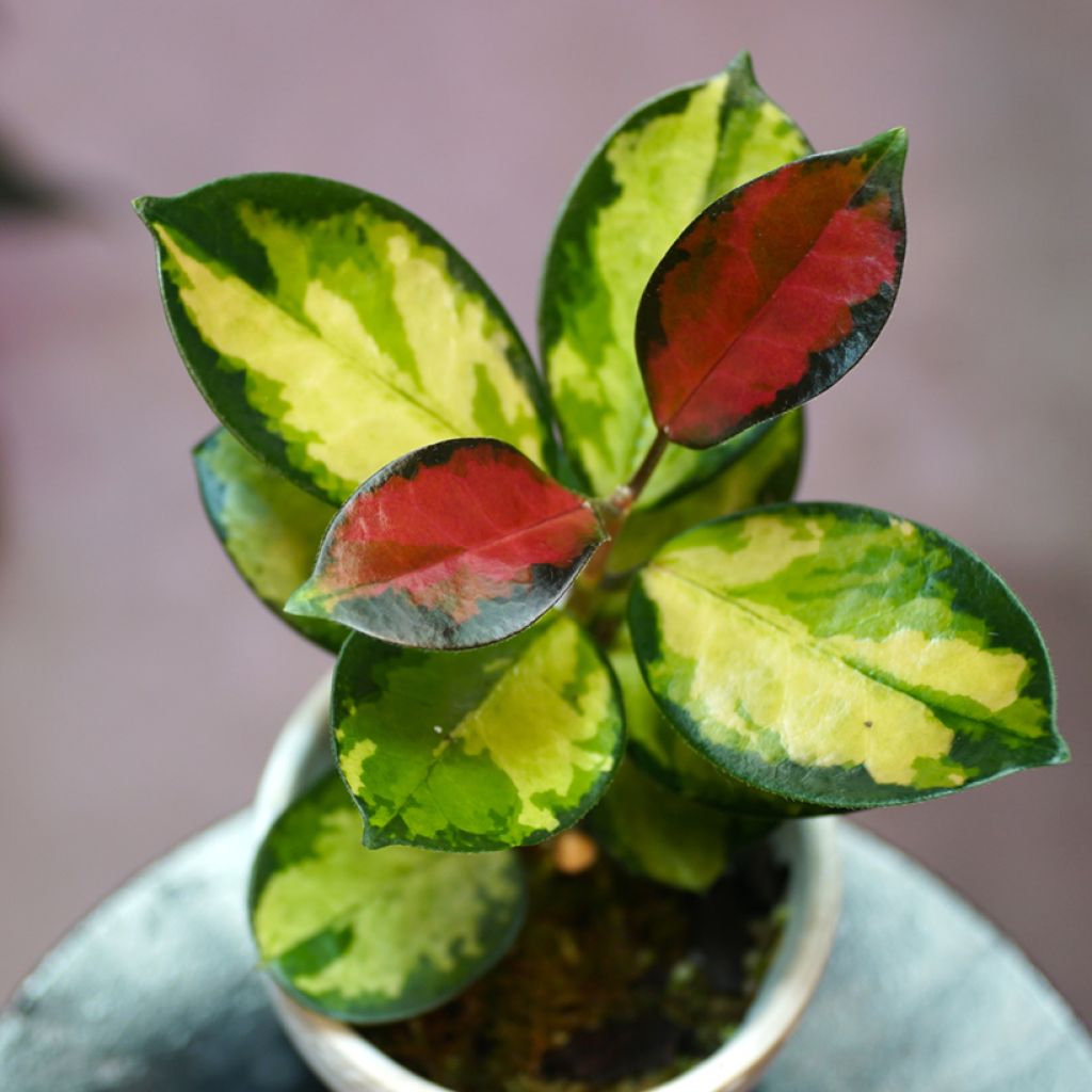 Hoya australis Tricolor