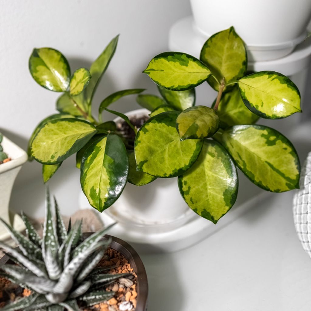 Hoya australis Tricolor