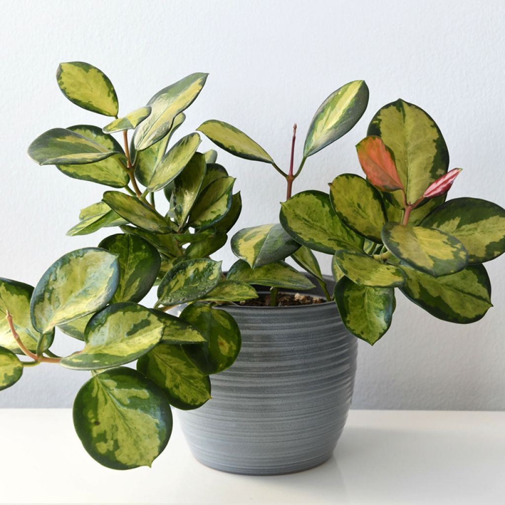 Hoya australis Tricolor