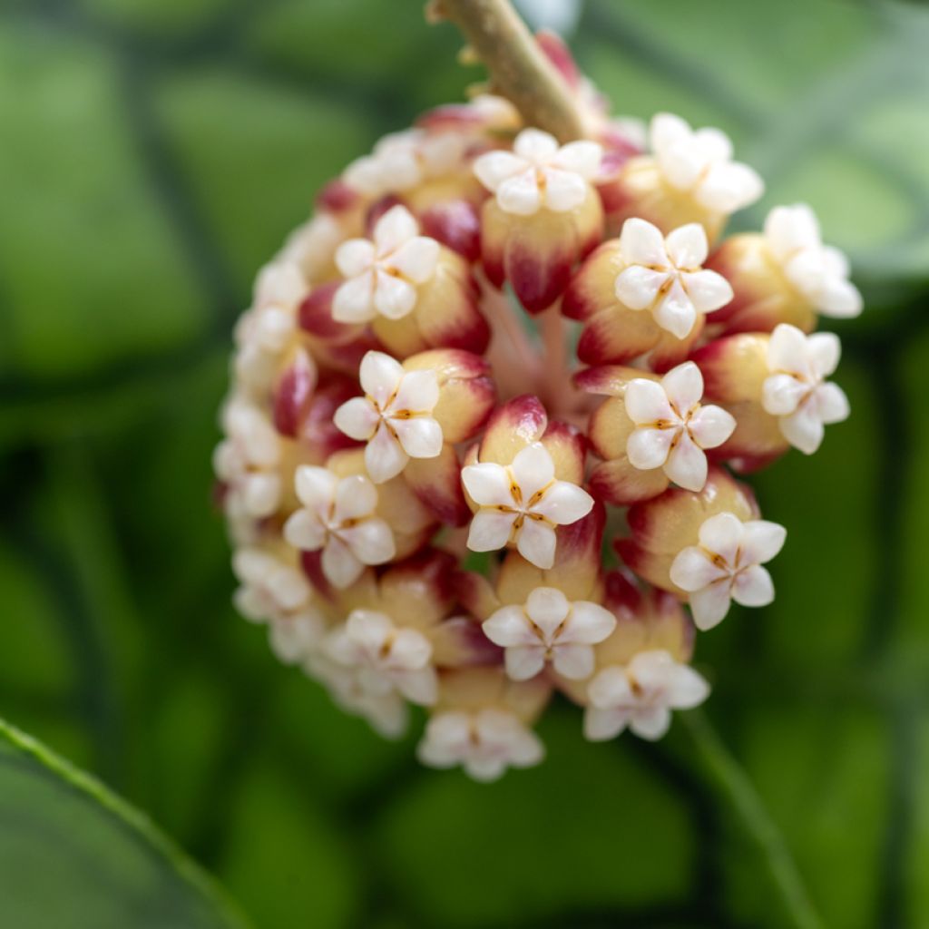 Hoya callistophylla