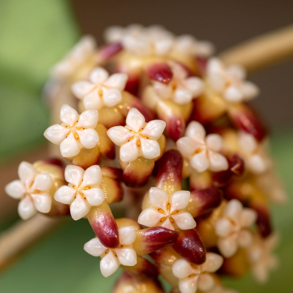 Hoya callistophylla