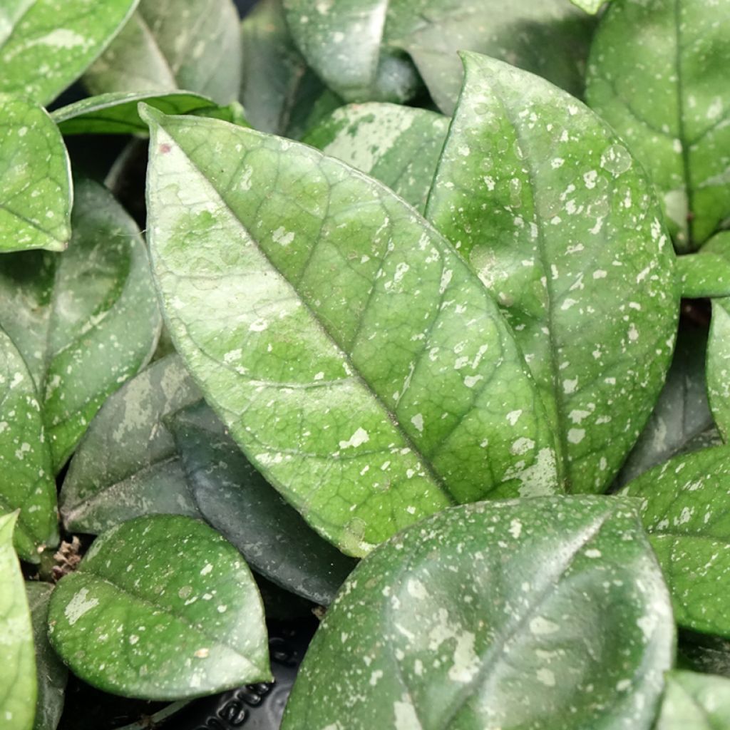 Hoya callistophylla Sabah