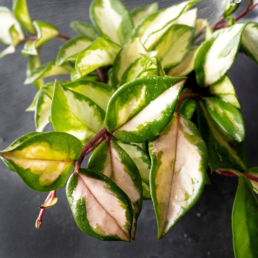 Hoya carnosa Tricolor