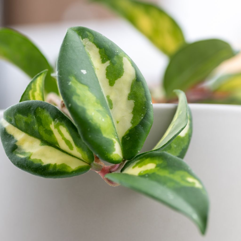 Hoya carnosa Tricolor