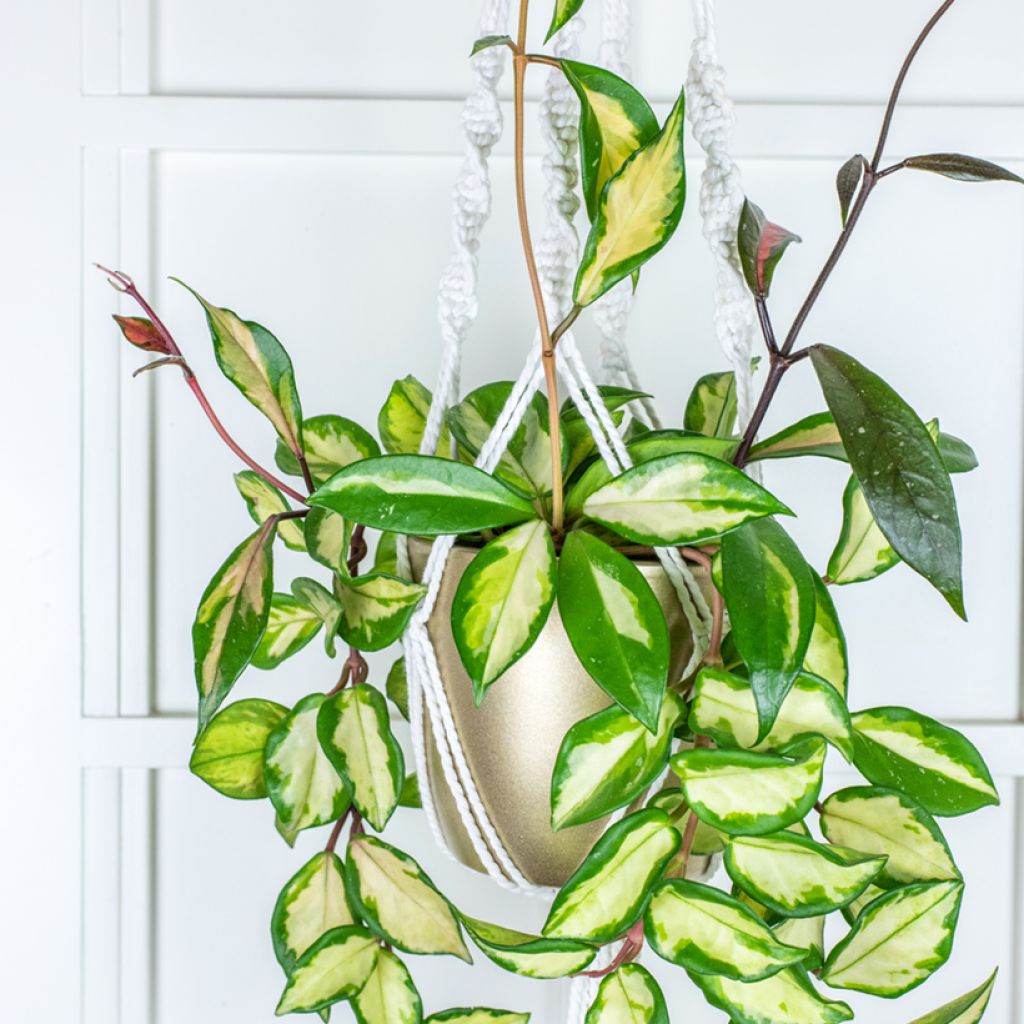 Hoya carnosa Tricolor