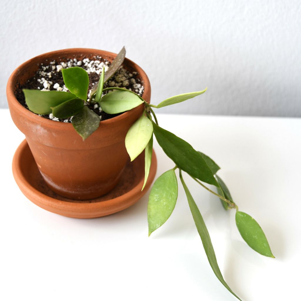 Hoya gracilis