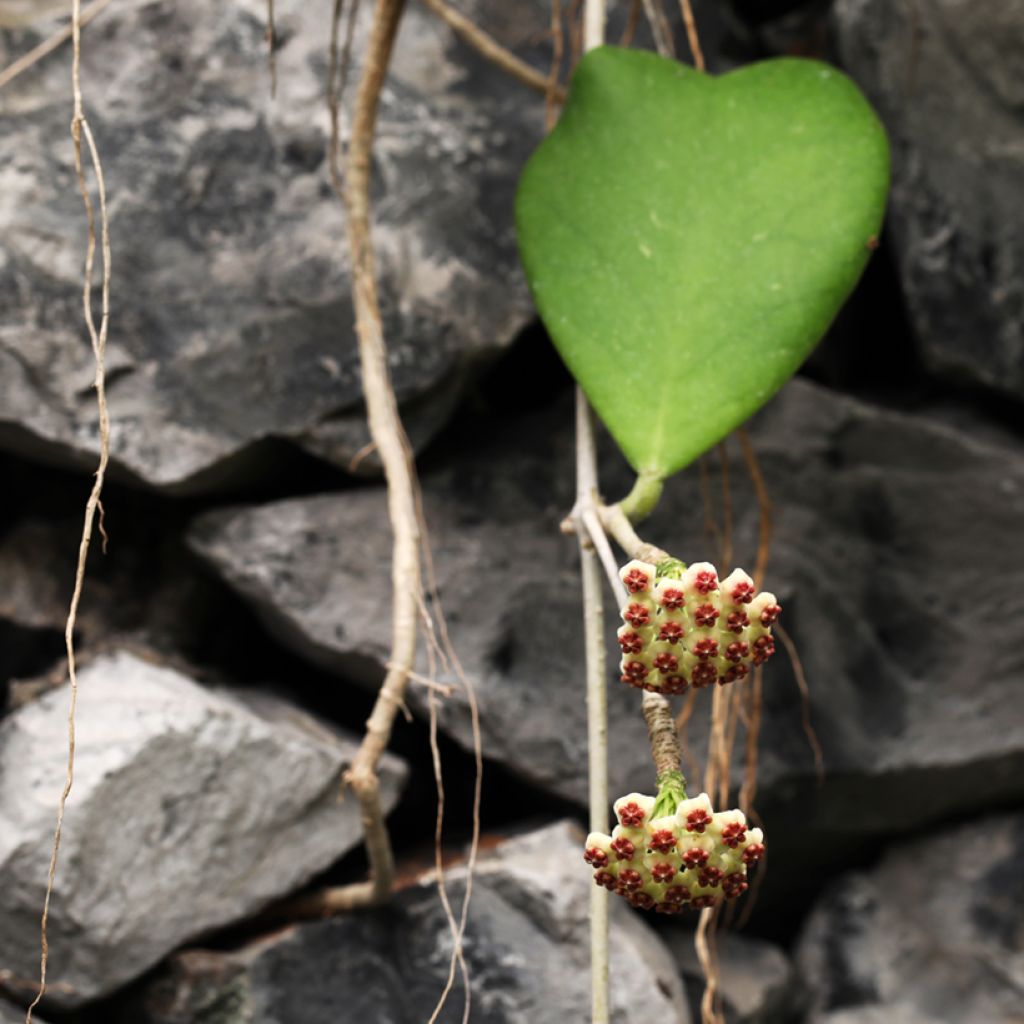 Hoya kerrii