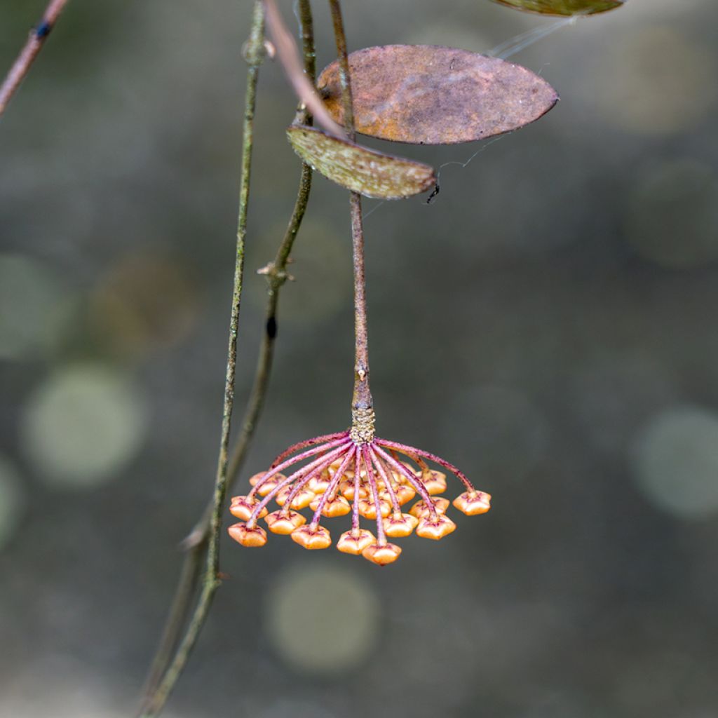 Hoya sigillatis
