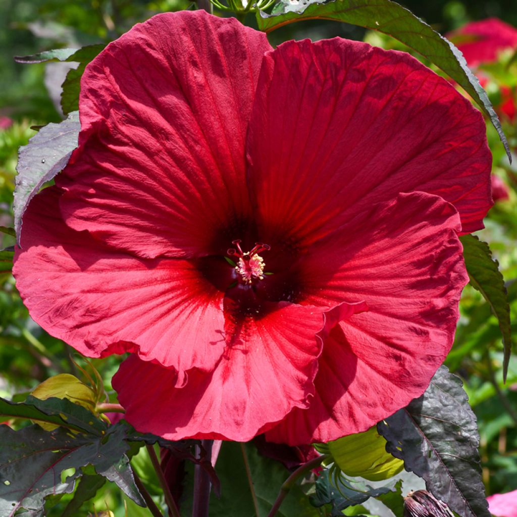 Hibisco-dos-pântanos Vermelho - Hibiscus moscheutos