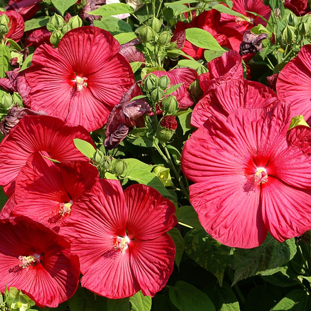 Hibisco-dos-pântanos Vermelho - Hibiscus moscheutos