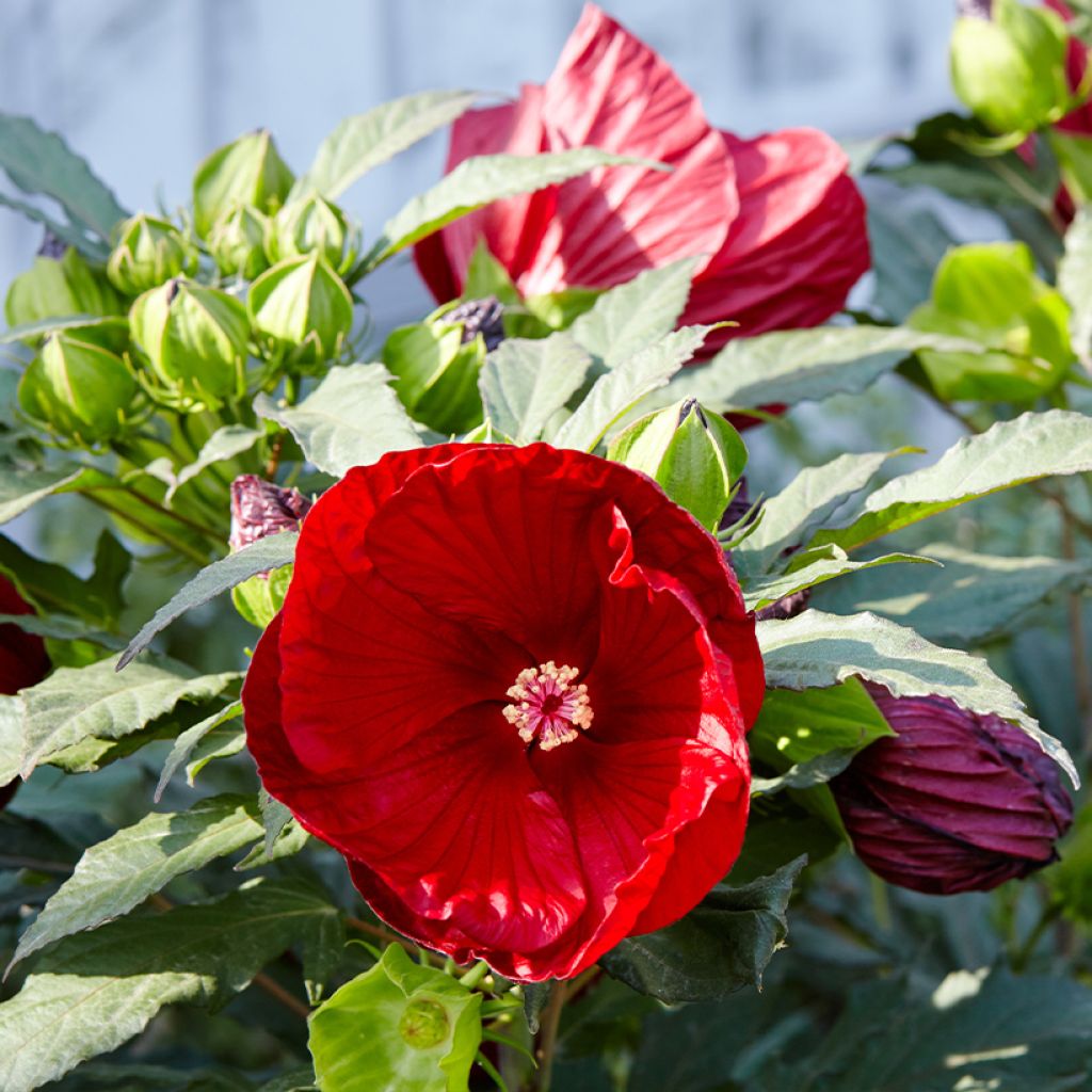 Hibisco-dos-pântanos Vermelho - Hibiscus moscheutos