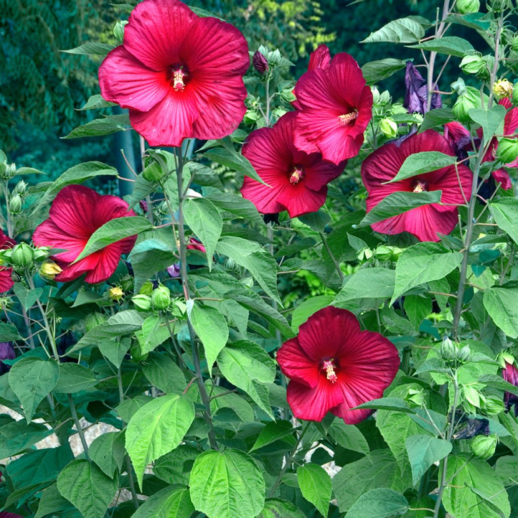 Hibisco-dos-pântanos Vermelho - Hibiscus moscheutos