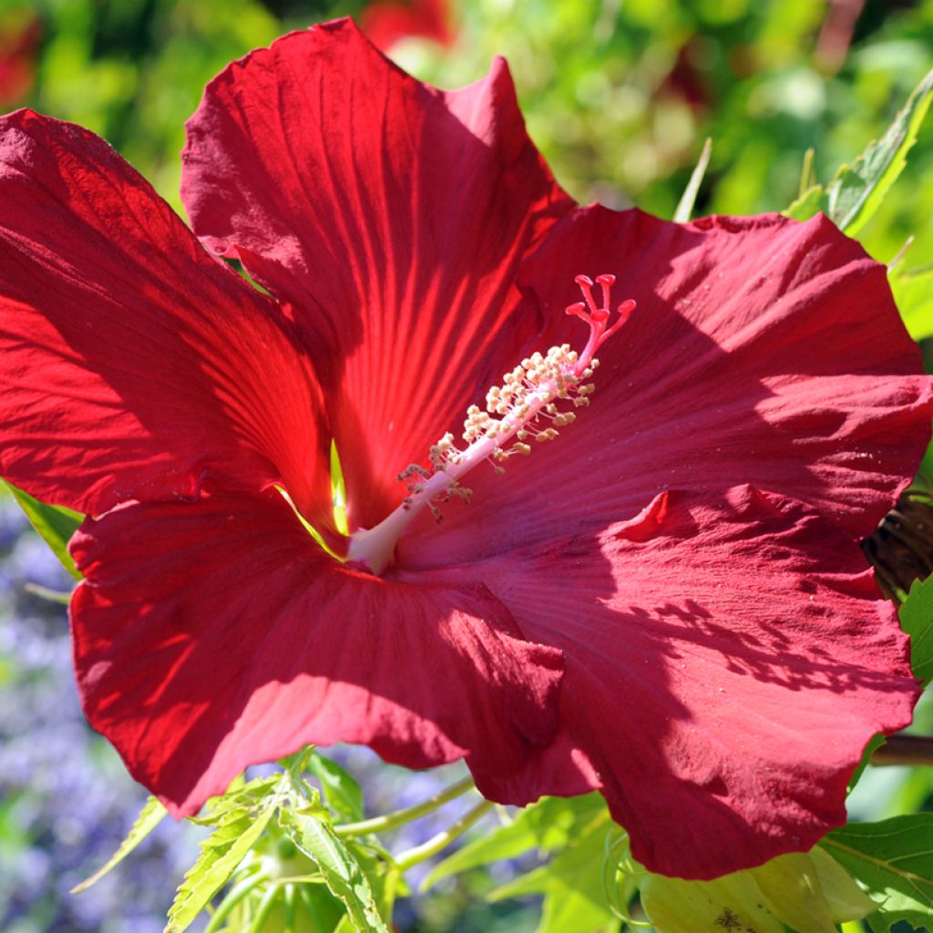 Hibisco-dos-pântanos Vermelho - Hibiscus moscheutos