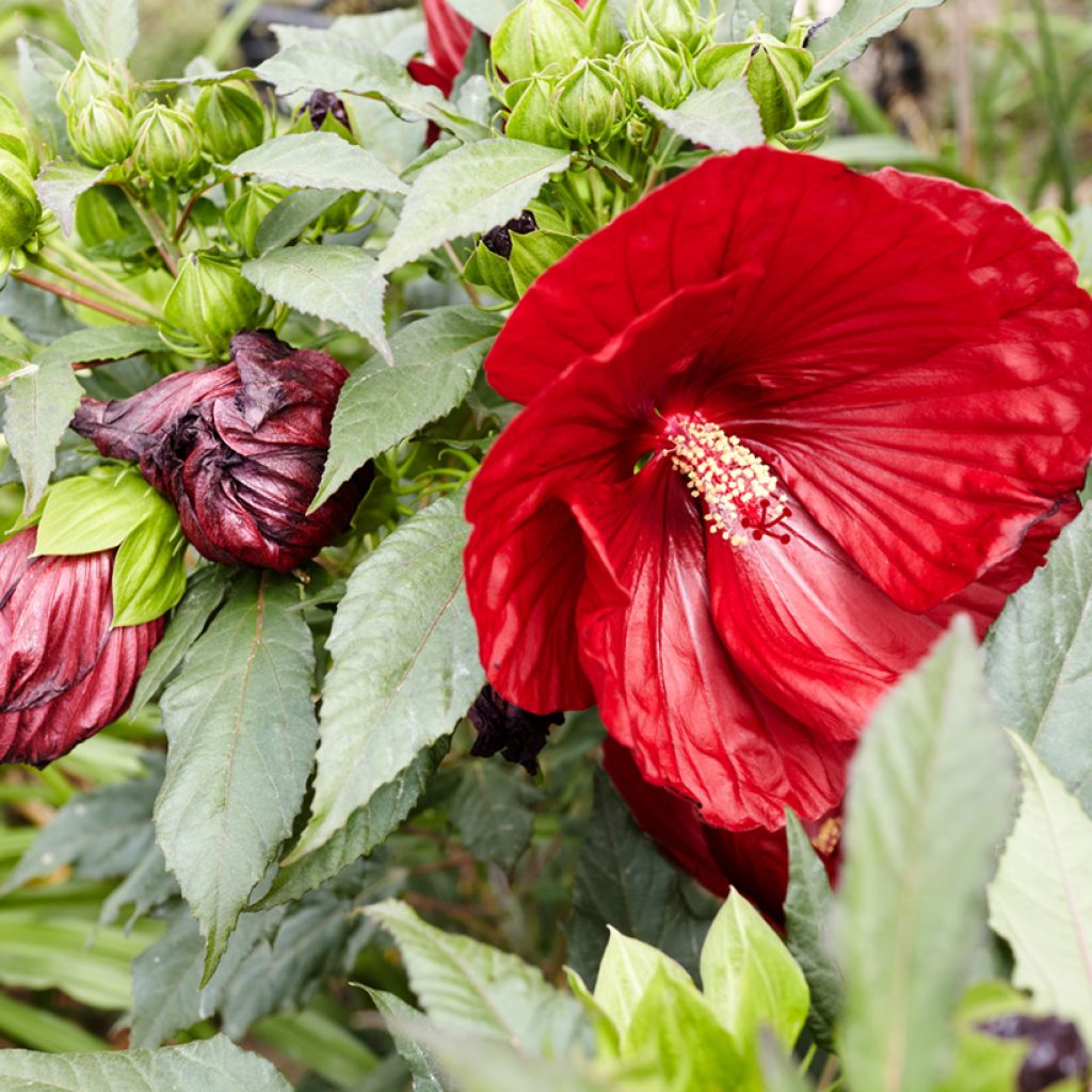 Hibisco-dos-pântanos Vermelho - Hibiscus moscheutos