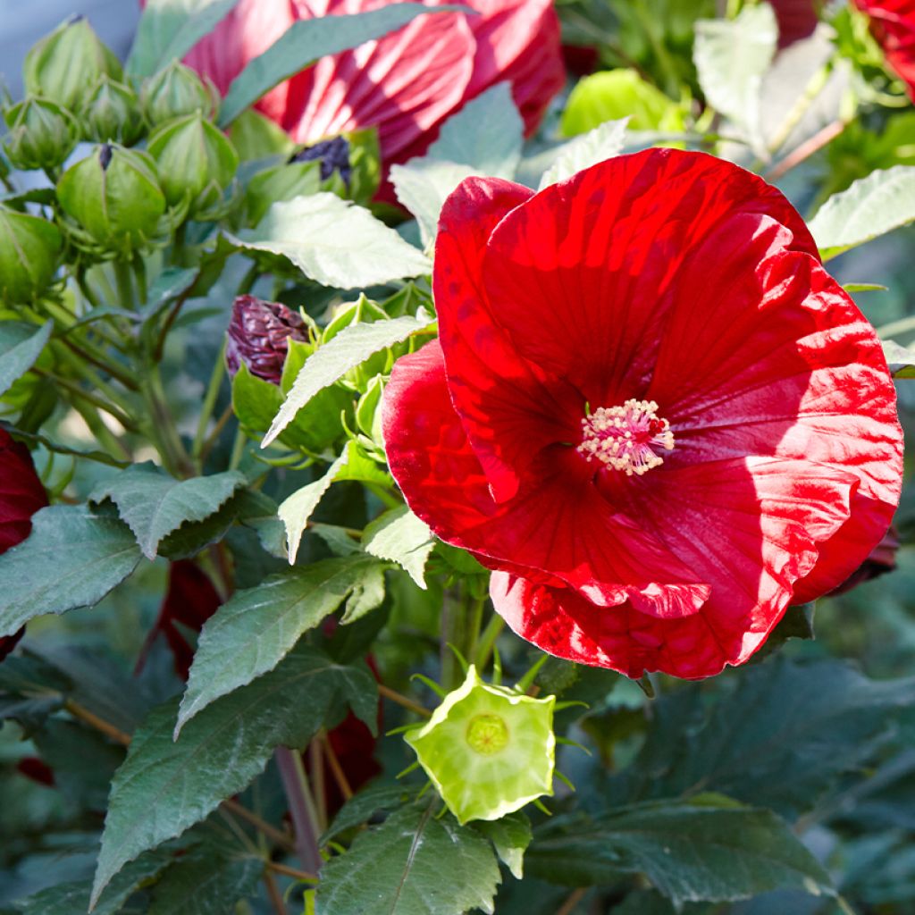 Hibisco-dos-pântanos Vermelho - Hibiscus moscheutos