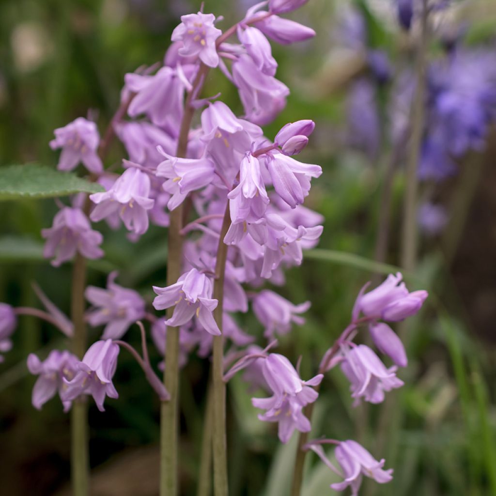 Jacinto-dos-campos Rosea - Hyacinthoides non-scripta